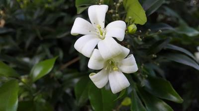 Murraya paniculata - موریای هندی (یاس نارنجی)